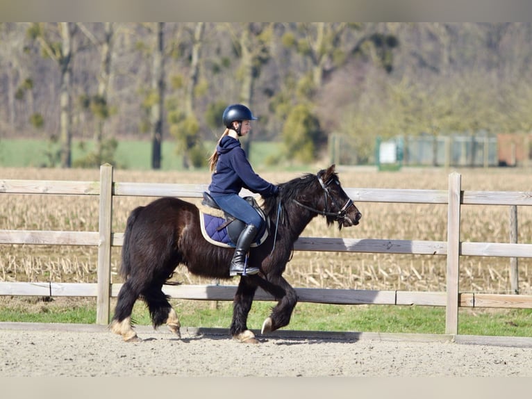 Cob Irlandese / Tinker / Gypsy Vanner Giumenta 5 Anni 127 cm Morello in Bogaarden