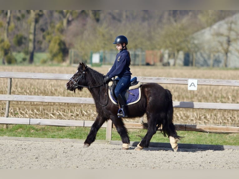 Cob Irlandese / Tinker / Gypsy Vanner Giumenta 5 Anni 127 cm Morello in Bogaarden