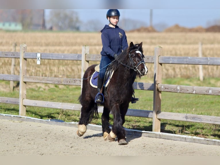 Cob Irlandese / Tinker / Gypsy Vanner Giumenta 5 Anni 127 cm Morello in Bogaarden