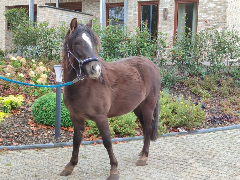 Cob Irlandese / Tinker / Gypsy Vanner Mix Giumenta 5 Anni 128 cm Sauro scuro in Metelen