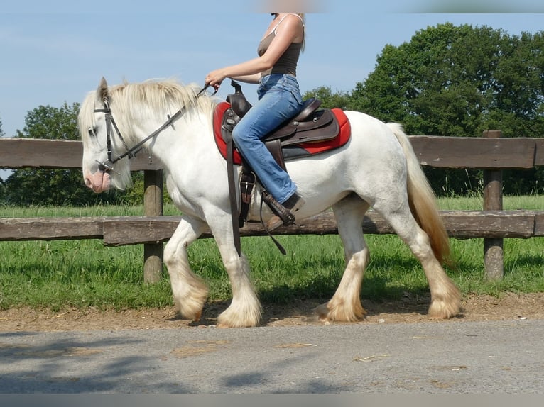 Cob Irlandese / Tinker / Gypsy Vanner Giumenta 5 Anni 129 cm Grigio in Lathen