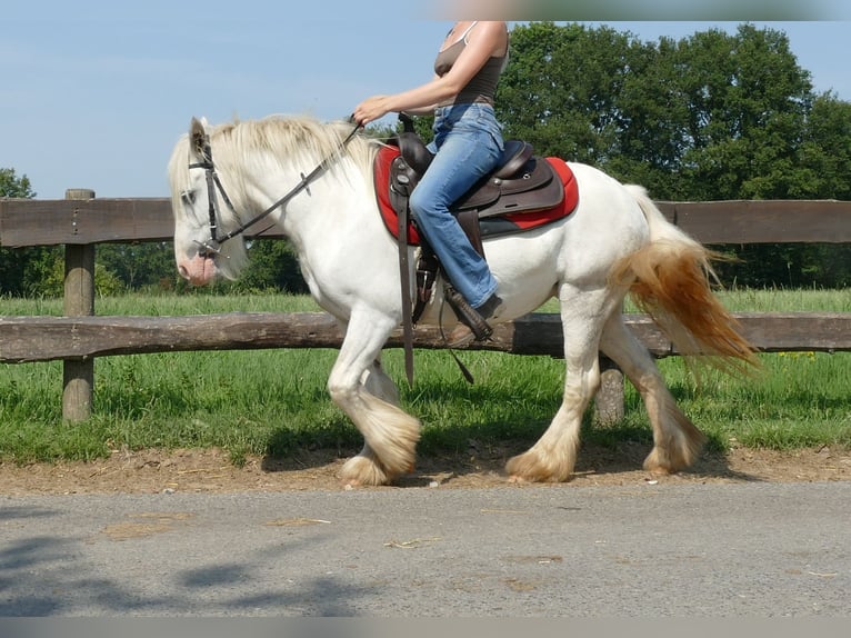 Cob Irlandese / Tinker / Gypsy Vanner Giumenta 5 Anni 129 cm Grigio in Lathen