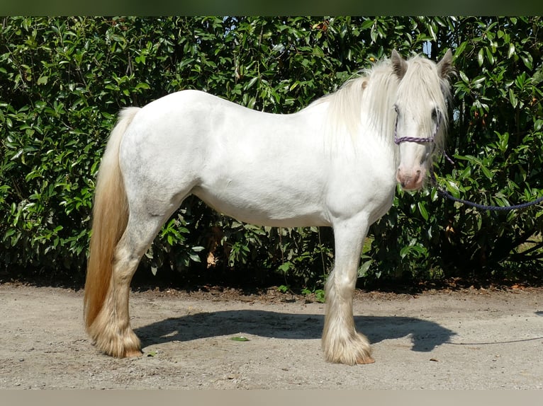 Cob Irlandese / Tinker / Gypsy Vanner Giumenta 5 Anni 129 cm Grigio in Lathen