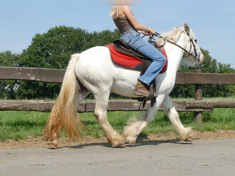 Cob Irlandese / Tinker / Gypsy Vanner Giumenta 5 Anni 129 cm Grigio in Lathen