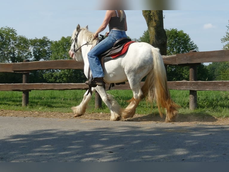 Cob Irlandese / Tinker / Gypsy Vanner Giumenta 5 Anni 129 cm Grigio in Lathen