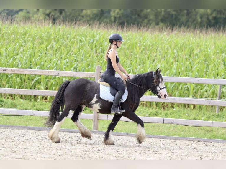 Cob Irlandese / Tinker / Gypsy Vanner Giumenta 5 Anni 130 cm Pezzato in Bogaarden