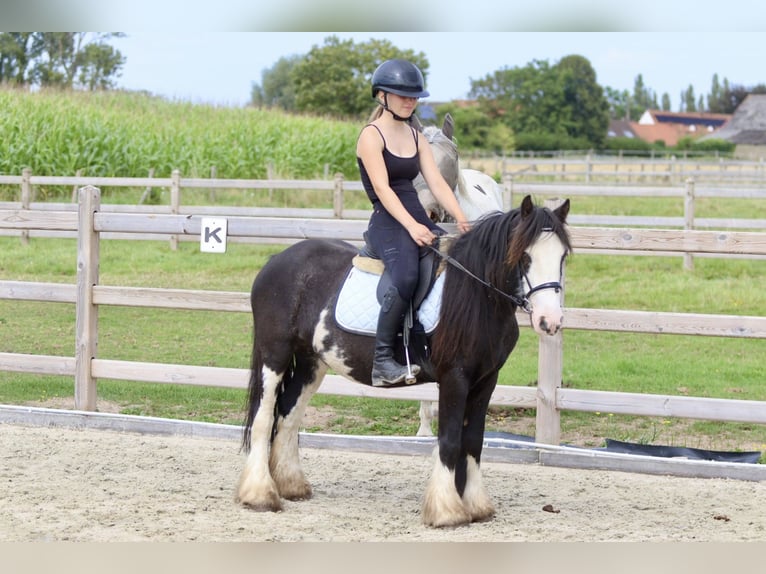 Cob Irlandese / Tinker / Gypsy Vanner Giumenta 5 Anni 130 cm Pezzato in Bogaarden