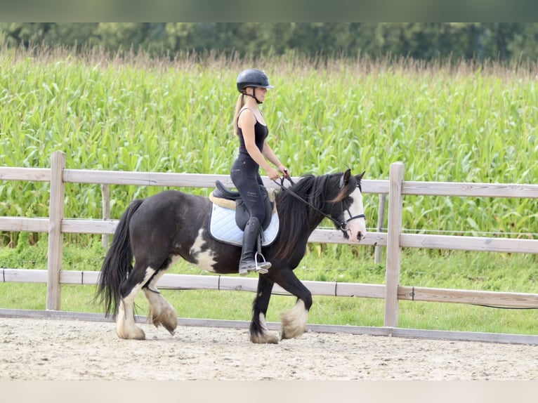 Cob Irlandese / Tinker / Gypsy Vanner Giumenta 5 Anni 130 cm Pezzato in Bogaarden