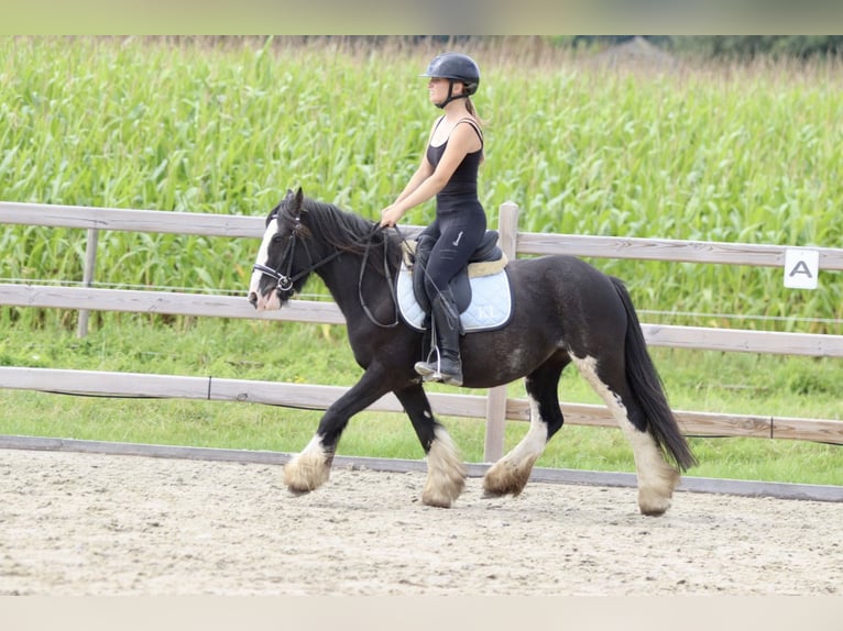 Cob Irlandese / Tinker / Gypsy Vanner Giumenta 5 Anni 130 cm Pezzato in Bogaarden