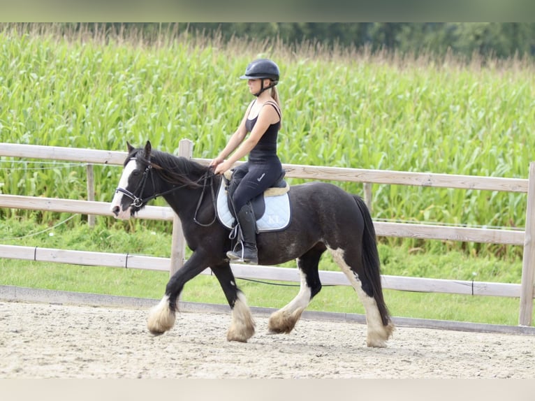 Cob Irlandese / Tinker / Gypsy Vanner Giumenta 5 Anni 130 cm Pezzato in Bogaarden