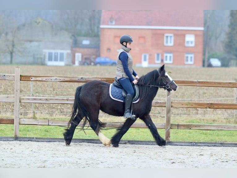 Cob Irlandese / Tinker / Gypsy Vanner Giumenta 5 Anni 131 cm Morello in Bogaarden