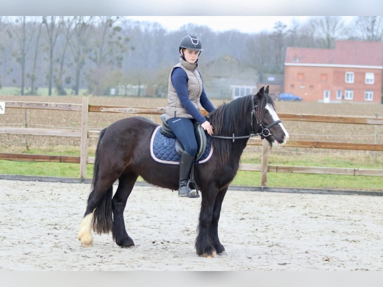 Cob Irlandese / Tinker / Gypsy Vanner Giumenta 5 Anni 131 cm Morello in Bogaarden