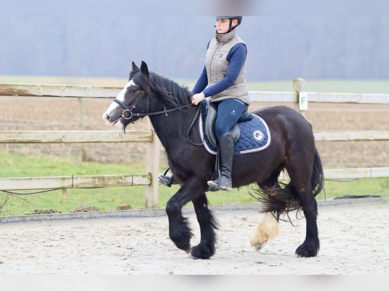 Cob Irlandese / Tinker / Gypsy Vanner Giumenta 5 Anni 131 cm Morello in Bogaarden