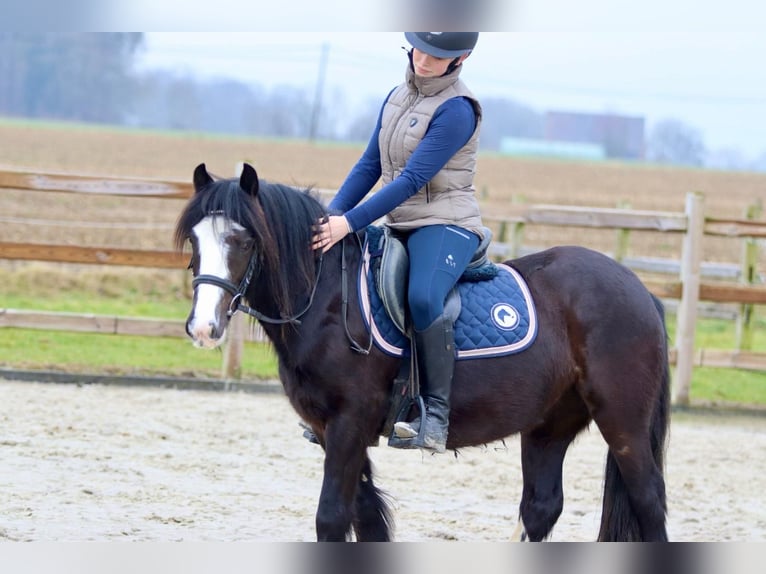 Cob Irlandese / Tinker / Gypsy Vanner Giumenta 5 Anni 131 cm Morello in Bogaarden