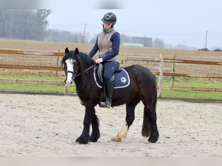 Cob Irlandese / Tinker / Gypsy Vanner Giumenta 5 Anni 131 cm Morello in Bogaarden