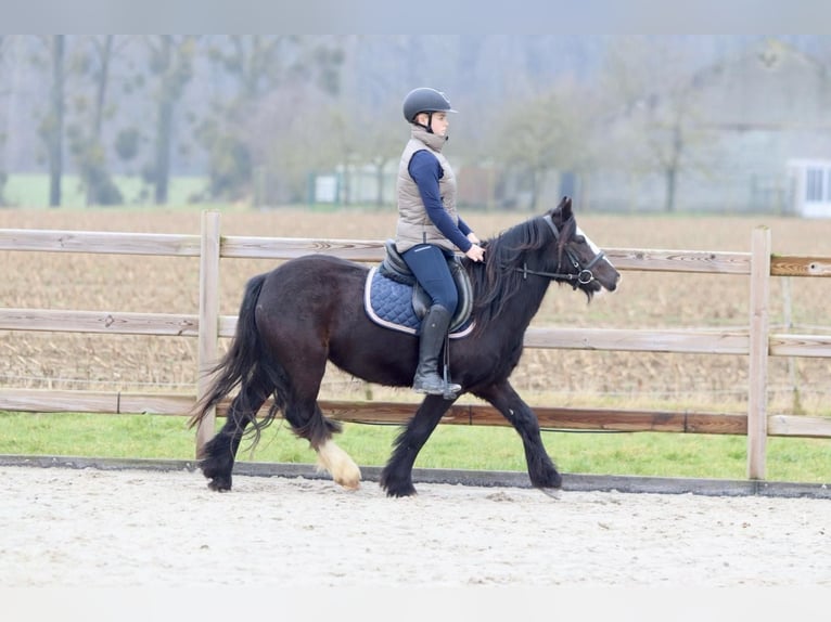 Cob Irlandese / Tinker / Gypsy Vanner Giumenta 5 Anni 131 cm Morello in Bogaarden