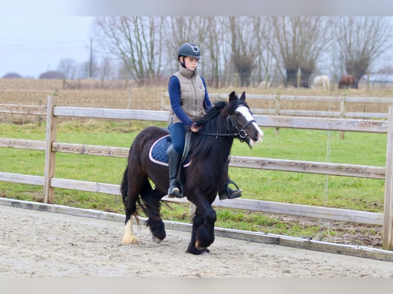 Cob Irlandese / Tinker / Gypsy Vanner Giumenta 5 Anni 131 cm Morello in Bogaarden