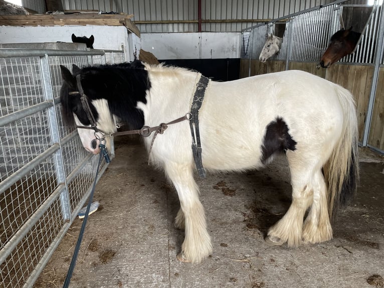 Cob Irlandese / Tinker / Gypsy Vanner Giumenta 5 Anni 133 cm Leopard in Galway