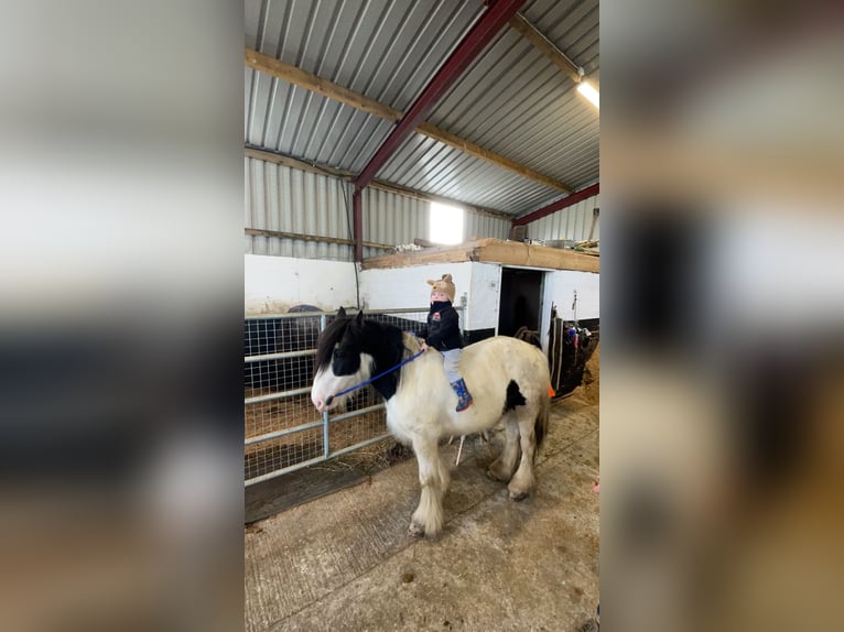 Cob Irlandese / Tinker / Gypsy Vanner Giumenta 5 Anni 133 cm Leopard in Galway