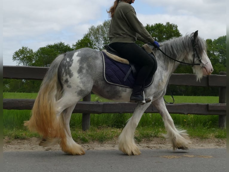 Cob Irlandese / Tinker / Gypsy Vanner Giumenta 5 Anni 134 cm Roano blu in Lathen