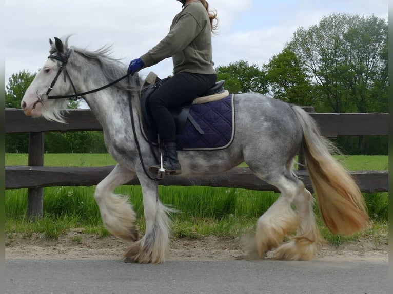 Cob Irlandese / Tinker / Gypsy Vanner Giumenta 5 Anni 134 cm Roano blu in Lathen