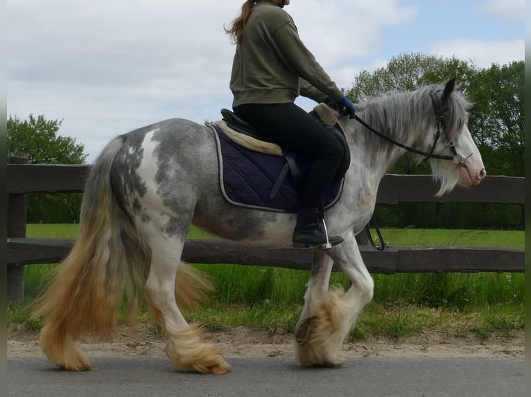 Cob Irlandese / Tinker / Gypsy Vanner Giumenta 5 Anni 134 cm Roano blu in Lathen