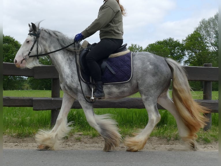 Cob Irlandese / Tinker / Gypsy Vanner Giumenta 5 Anni 134 cm Roano blu in Lathen