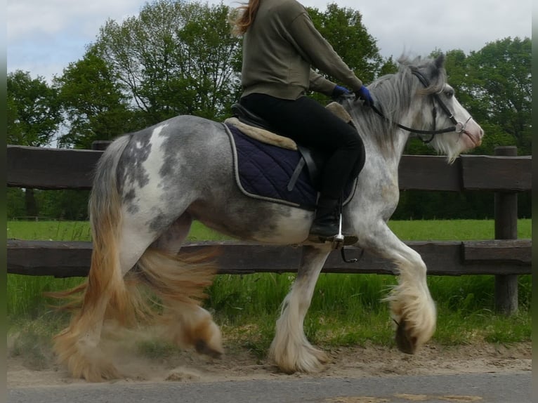 Cob Irlandese / Tinker / Gypsy Vanner Giumenta 5 Anni 134 cm Roano blu in Lathen