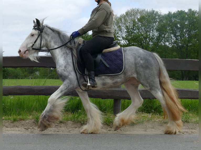 Cob Irlandese / Tinker / Gypsy Vanner Giumenta 5 Anni 134 cm Roano blu in Lathen