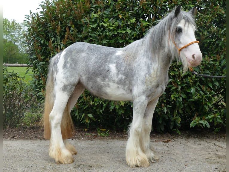 Cob Irlandese / Tinker / Gypsy Vanner Giumenta 5 Anni 134 cm Roano blu in Lathen