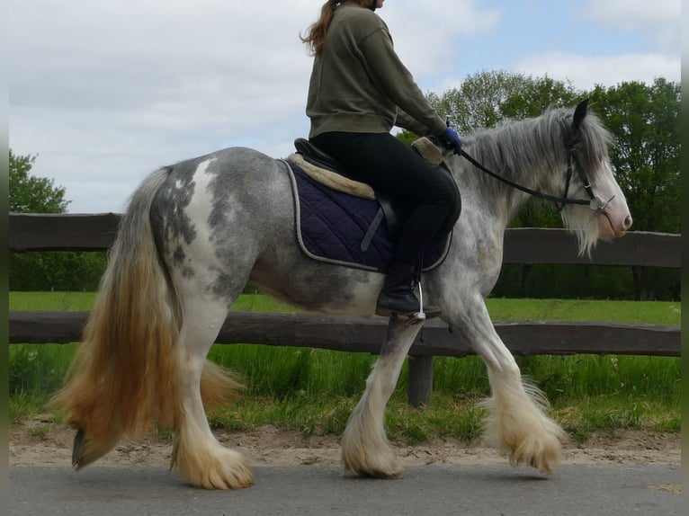 Cob Irlandese / Tinker / Gypsy Vanner Giumenta 5 Anni 134 cm Roano blu in Lathen