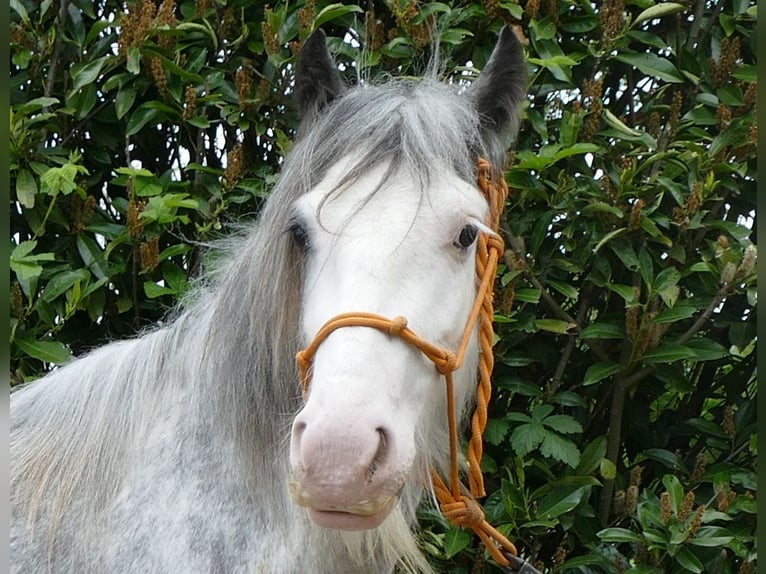 Cob Irlandese / Tinker / Gypsy Vanner Giumenta 5 Anni 134 cm Roano blu in Lathen