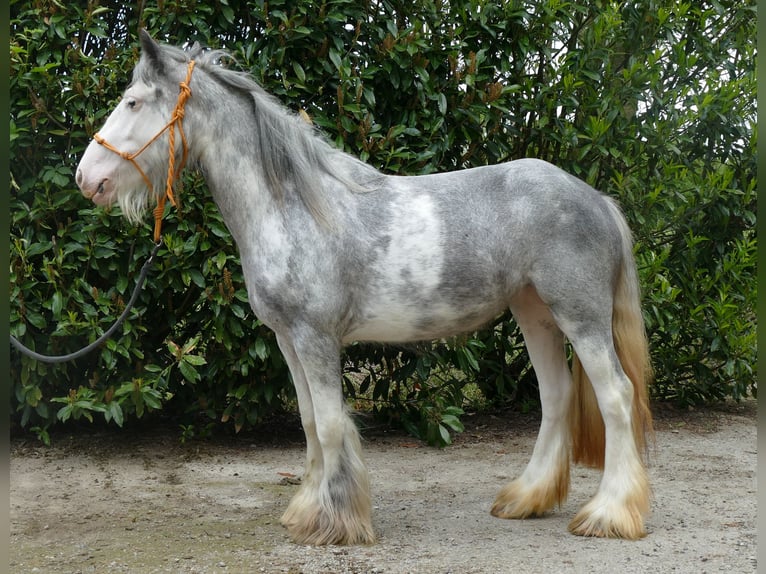 Cob Irlandese / Tinker / Gypsy Vanner Giumenta 5 Anni 134 cm Roano blu in Lathen