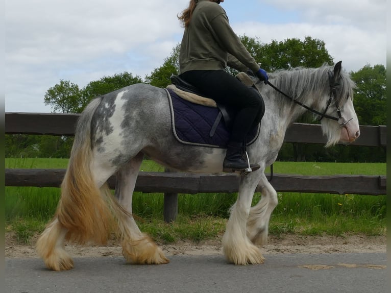 Cob Irlandese / Tinker / Gypsy Vanner Giumenta 5 Anni 134 cm Roano blu in Lathen