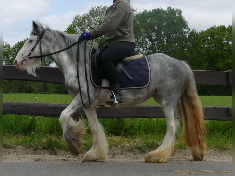 Cob Irlandese / Tinker / Gypsy Vanner Giumenta 5 Anni 134 cm Roano blu in Lathen