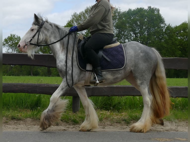 Cob Irlandese / Tinker / Gypsy Vanner Giumenta 5 Anni 134 cm Roano blu in Lathen