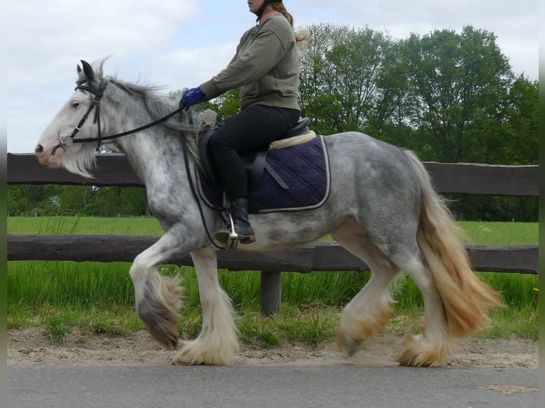 Cob Irlandese / Tinker / Gypsy Vanner Giumenta 5 Anni 134 cm Roano blu in Lathen