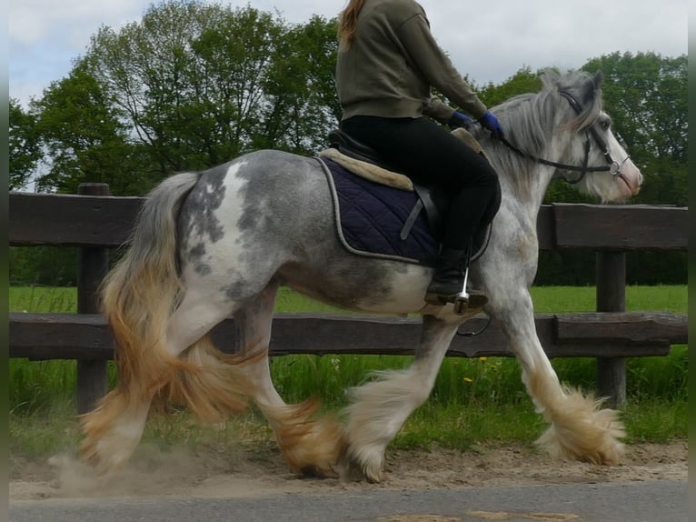 Cob Irlandese / Tinker / Gypsy Vanner Giumenta 5 Anni 134 cm Roano blu in Lathen