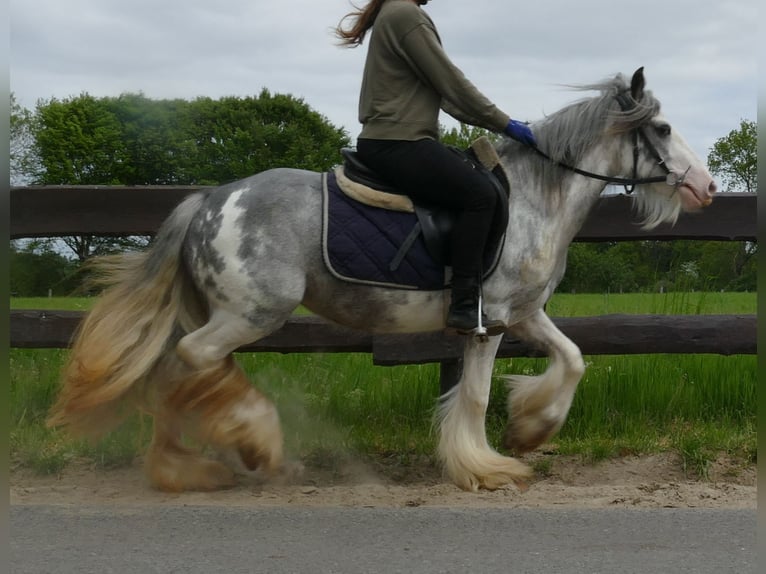 Cob Irlandese / Tinker / Gypsy Vanner Giumenta 5 Anni 134 cm Roano blu in Lathen