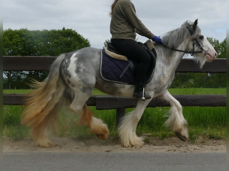 Cob Irlandese / Tinker / Gypsy Vanner Giumenta 5 Anni 134 cm Roano blu in Lathen