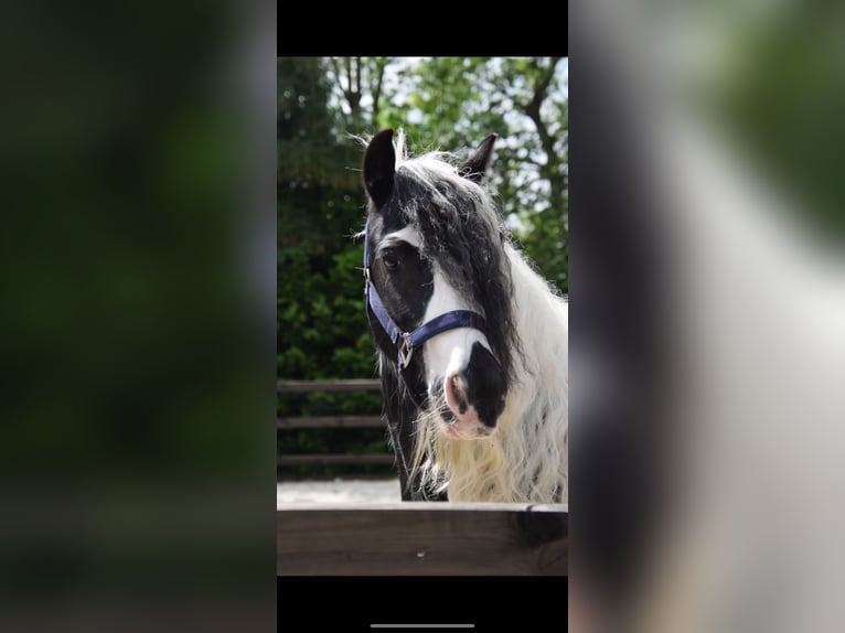 Cob Irlandese / Tinker / Gypsy Vanner Giumenta 5 Anni 135 cm Grigio ferro in Maartensdijk