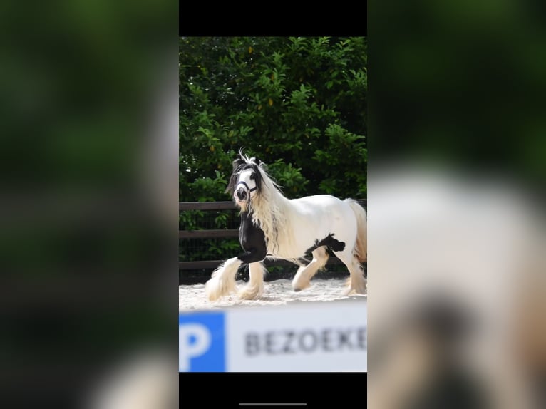 Cob Irlandese / Tinker / Gypsy Vanner Giumenta 5 Anni 135 cm Grigio ferro in Maartensdijk