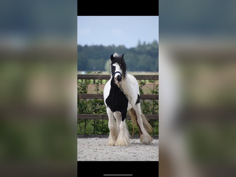 Cob Irlandese / Tinker / Gypsy Vanner Giumenta 5 Anni 135 cm Grigio ferro in MaartensdijkMaartensdijk