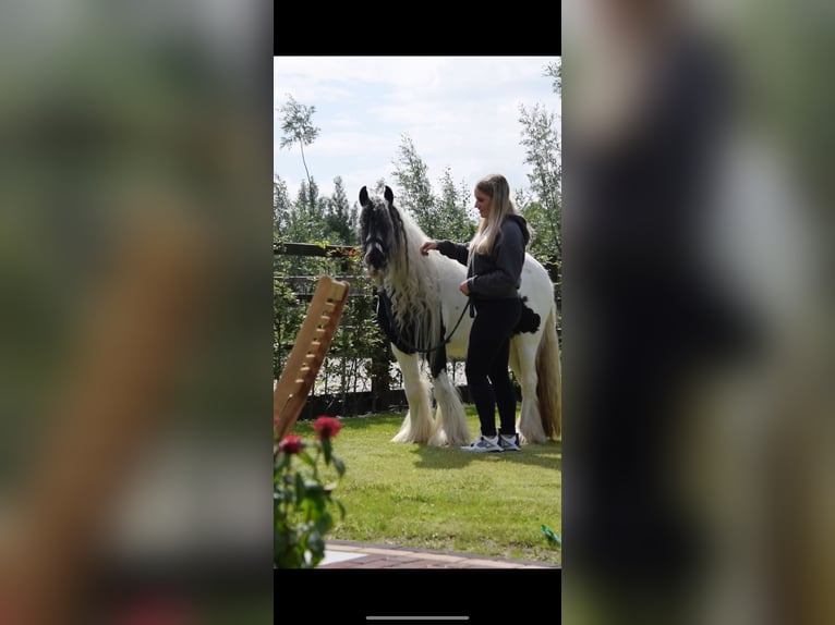 Cob Irlandese / Tinker / Gypsy Vanner Giumenta 5 Anni 135 cm Grigio ferro in MaartensdijkMaartensdijk