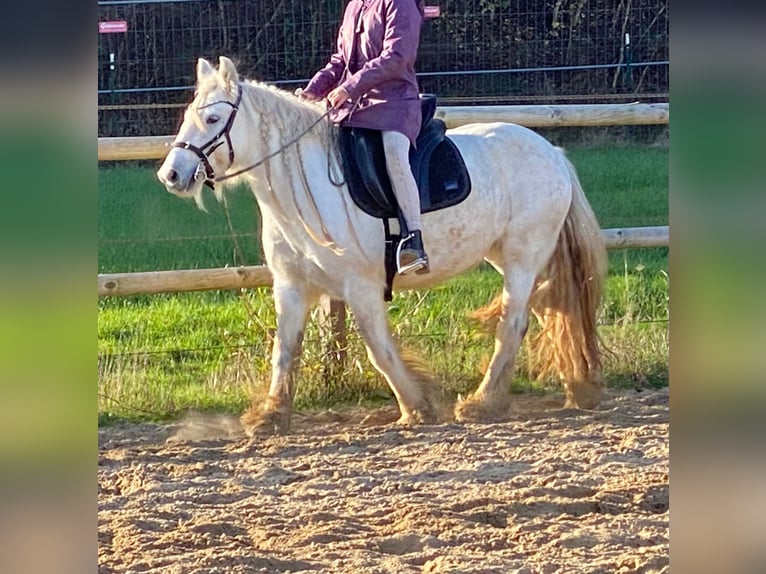 Cob Irlandese / Tinker / Gypsy Vanner Giumenta 5 Anni 136 cm Grigio in Helpsen