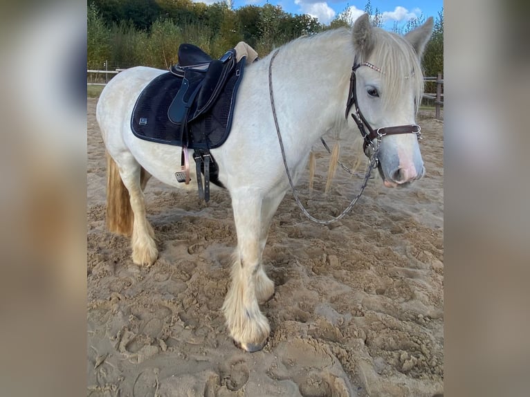 Cob Irlandese / Tinker / Gypsy Vanner Giumenta 5 Anni 136 cm Grigio in Helpsen