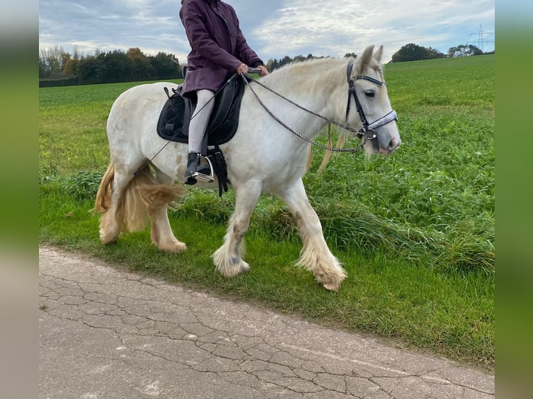 Cob Irlandese / Tinker / Gypsy Vanner Giumenta 5 Anni 136 cm Grigio in Helpsen