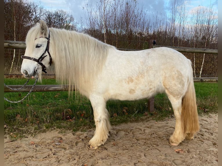 Cob Irlandese / Tinker / Gypsy Vanner Giumenta 5 Anni 136 cm Grigio in Helpsen