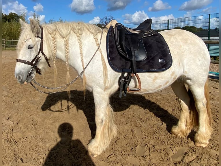 Cob Irlandese / Tinker / Gypsy Vanner Giumenta 5 Anni 136 cm Grigio in Helpsen