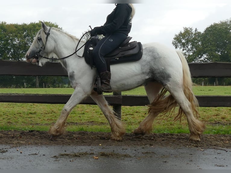 Cob Irlandese / Tinker / Gypsy Vanner Giumenta 5 Anni 137 cm in Lathen